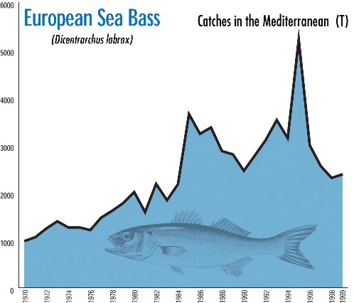 european sea bass